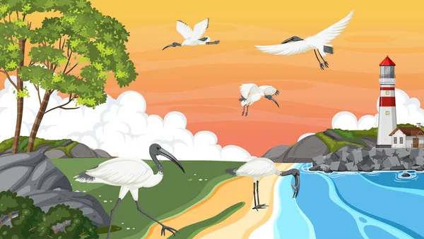 Vuurtoren Aan Kust Met Australische Witte Ibis Vogels Illustratie — Stockvector