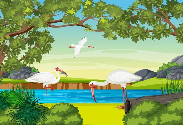 American White Ibis Forest Illustration — Stock Vector