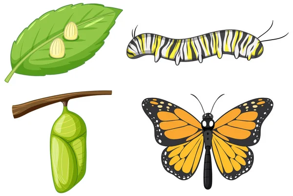 Životní Cyklus Monarch Motýl Názorného — Stockový vektor