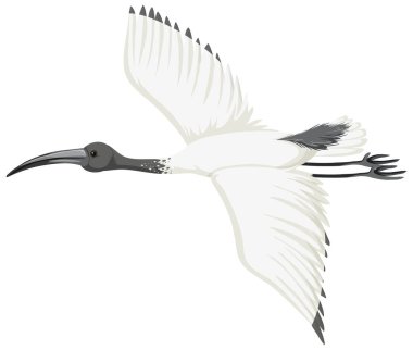 Avustralya beyaz aynası izole edilmiş