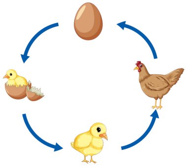 Tavuk yaşam döngüsü diyagramı illüstrasyon