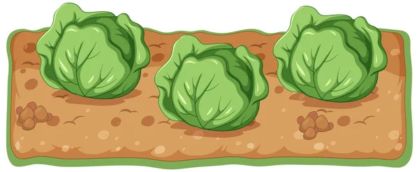 卷心菜种植与土壤卡通画 — 图库矢量图片