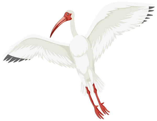 Amerikai Fehér Ibis Izolált Illusztráció — Stock Vector