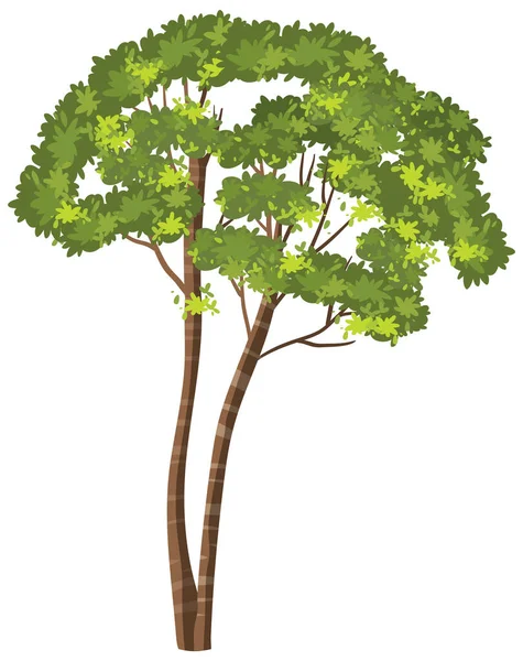 Árbol Aislado Sobre Fondo Blanco Ilustración — Vector de stock