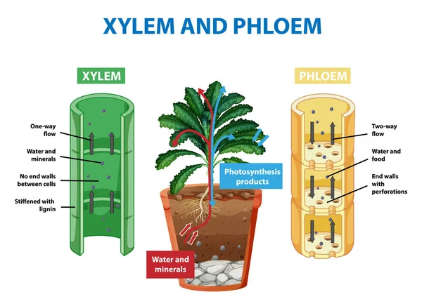 Schemat Przedstawiający Xylem Floem Ilustracji Roślin — Wektor stockowy