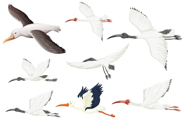 Set Different White Birds Illustration — Archivo Imágenes Vectoriales