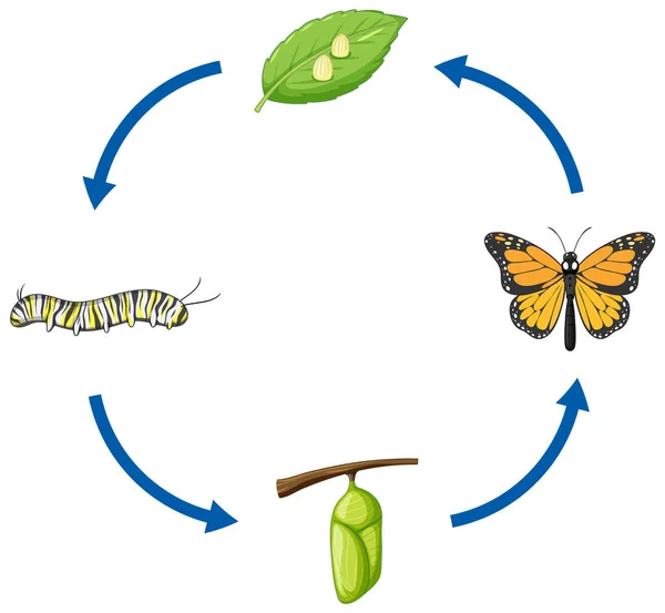 Životní Cyklus Monarch Motýl Názorného — Stockový vektor