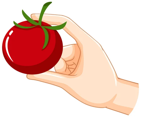 Hand Holding Tomato Isolated Illustration — стоковый вектор