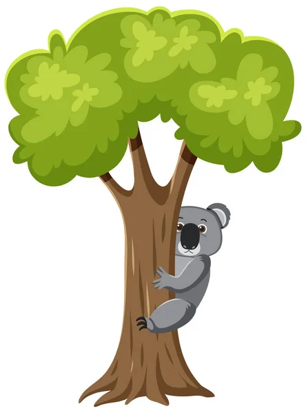 Koala Cilmbing Tree Illustration — 图库矢量图片