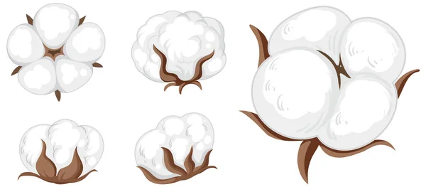 Set Cotton Flowers Isolated Illustration — Vetor de Stock