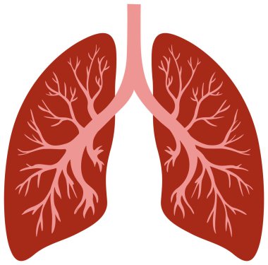 Lungs human icon vector illustration