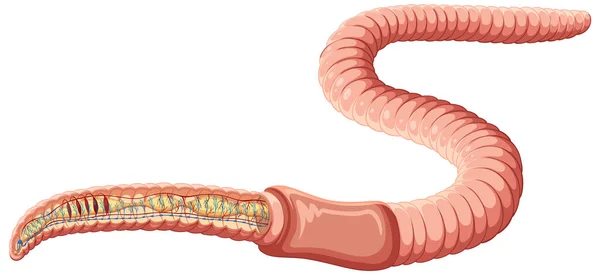 Earthworm Anatomy Concept Vector Illustration — Vector de stock