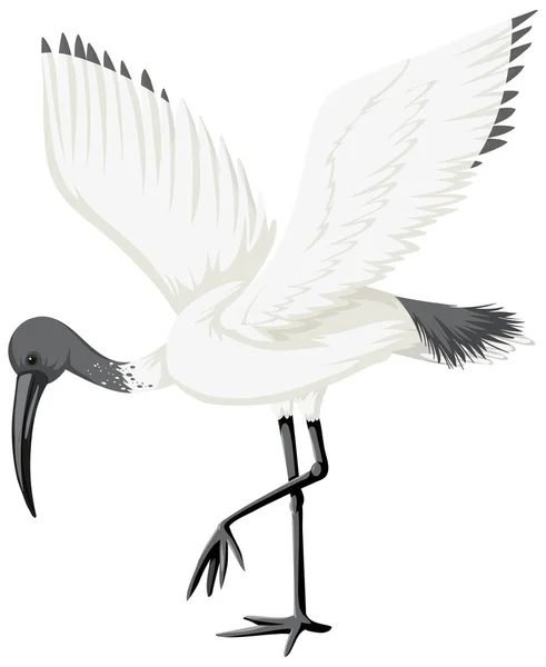 Australský Bílý Ibis Izolované Ilustrace — Stockový vektor