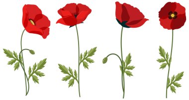 Set of poppy flowers on white background illustration