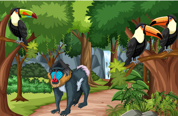 Toucan birds and mandrill monkey in the forest scene illustration