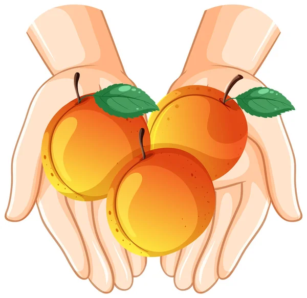Three Peaches Hands Illustration - Stok Vektor