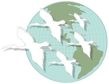 Heron birds with globe illustration