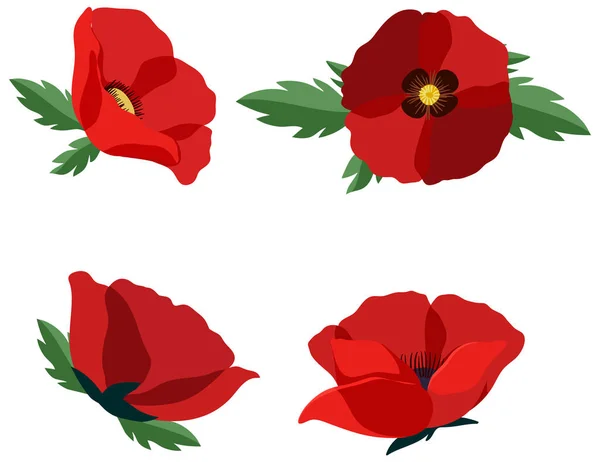 Set Poppy Flowers White Background Illustration — Vector de stock
