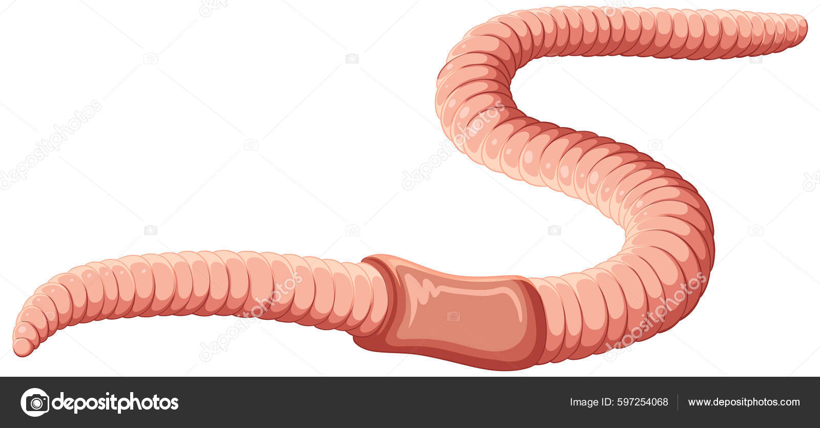 Vectores de Anatomy earthworm, imágenes vectoriales | DepositPhotos, image size:1600x835