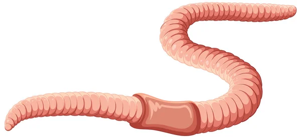 Earthworm Anatomy Concept Vector Illustration — Stockvector