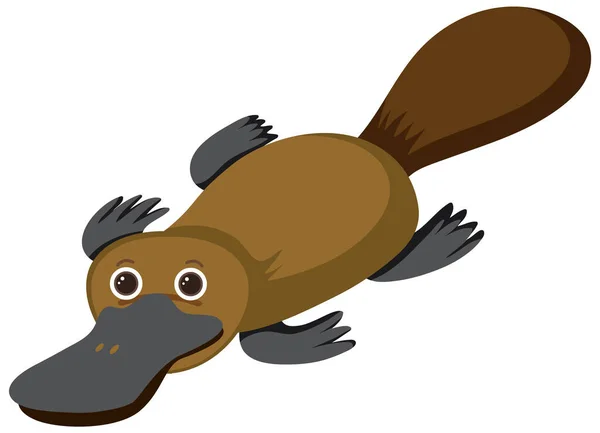 Platypus Flat Cartoon Style Illustration — 图库矢量图片