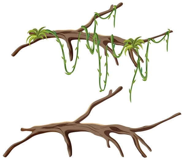 Δέντρο Κλαδιά Λιάνα Απομονωμένη Εικόνα — Διανυσματικό Αρχείο
