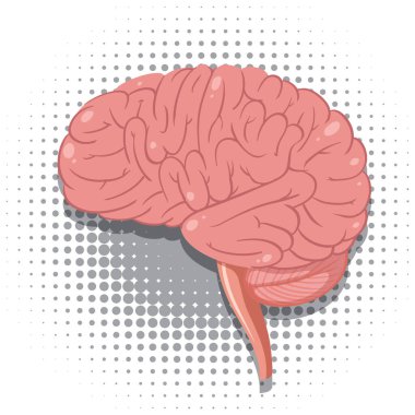 Isolated Human Brain Vector illustration
