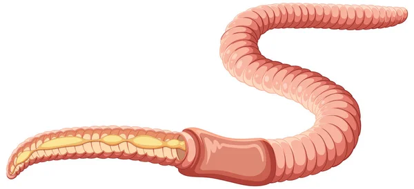 Earthworm Anatomy Concept Vector Illustration — стоковый вектор