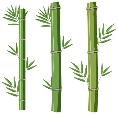 Isolated bamboos on white background illustration