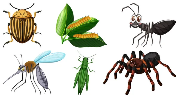 Conjunto Diferentes Tipos Ilustración Insectos — Archivo Imágenes Vectoriales