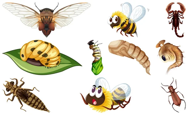 Different Kinds Insects Collection Illustration — Stock Vector