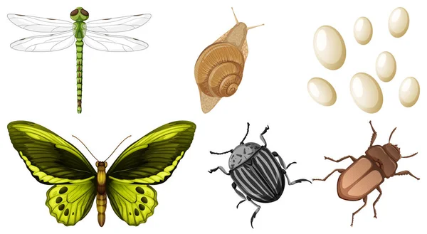 Çeşitli Böcekler Resimde Kümesi — Stok Vektör