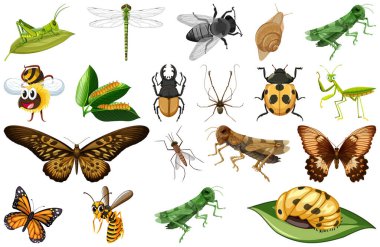 Farklı türde böcek koleksiyonu örnekleri