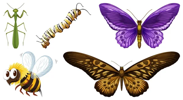 Conjunto Diferentes Tipos Ilustración Insectos — Vector de stock