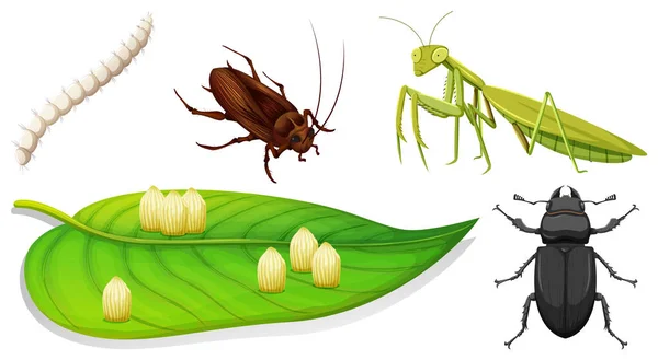 Set Different Kinds Insects Illustration — Stock Vector