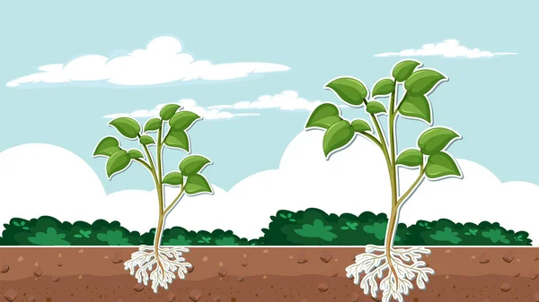 Φυτό Που Δείχνει Τις Ρίζες Στην Εικόνα Σχεδίασης Μικρογραφία Του — Διανυσματικό Αρχείο