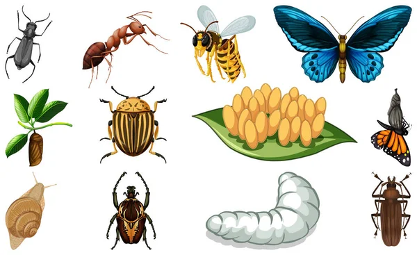 Different Kinds Insects Collection Illustration — Stock Vector