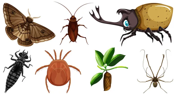 Conjunto Diferentes Tipos Ilustración Insectos — Archivo Imágenes Vectoriales