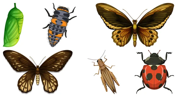 Colección Diferentes Insectos Vector Ilustración — Archivo Imágenes Vectoriales