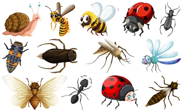 Différents Types Illustrations Collection Insectes — Image vectorielle