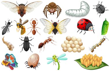 Farklı türde böcek koleksiyonu örnekleri