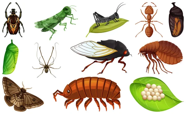 Different Kinds Insects Collection Illustration — Stock Vector