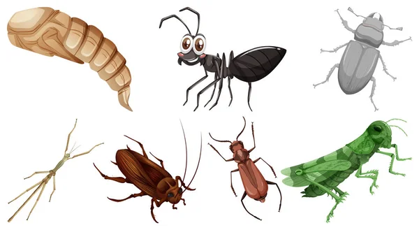 Conjunto Diferentes Tipos Ilustración Insectos — Vector de stock