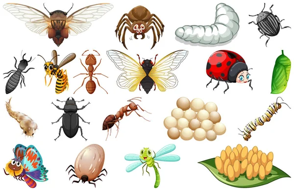 Different Kinds Insects Collection Illustration — Stock Vector