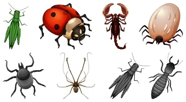 Reihe Von Verschiedenen Arten Von Insekten Illustration — Stockvektor