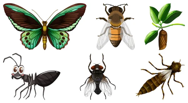 Collection Different Insects Vector Illustration — Stock Vector