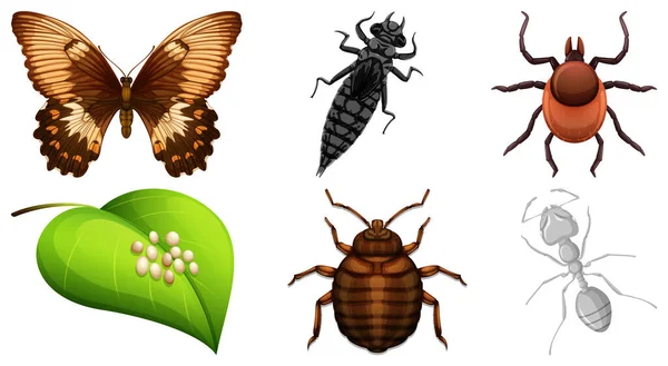 Set Different Kinds Insects Illustration — Stock Vector