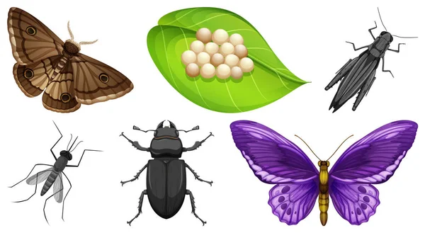 Colección Diferentes Insectos Vector Ilustración — Archivo Imágenes Vectoriales