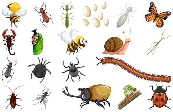 Olika Typer Insekter Samling Illustration — Stock vektor