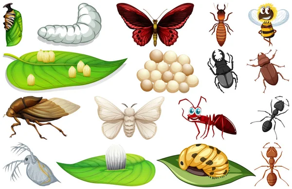 Different Kinds Insects Collection Illustration — Stock Vector